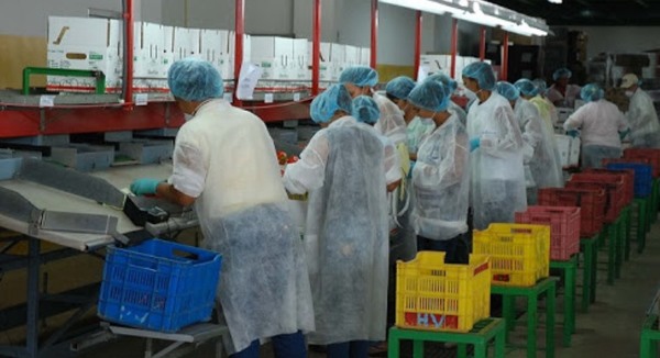 Plan de reactivación económica incluye generación de empleo, protección social y crédito para el desarrollo