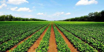 Agricultura e inversiones públicas sustentan el PIB de -1,5%