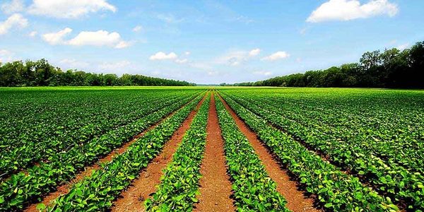 Agricultura e inversiones públicas sustentan el PIB de -1,5%