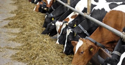 La Nación / Panameños invertirán US$ 45 millones en una planta frigorífica en  Alto Paraguay