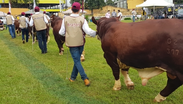 Primeras actividades ganaderas del año en la ARP fueron auspiciosas