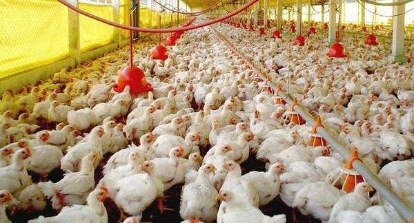 Ocupantes ilegales de propiedad ponen en peligro a industria avícola