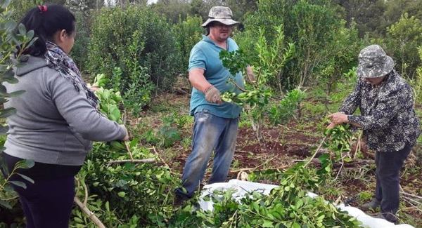 Productores de yerba mate de Itapúa logran instalar procesadora