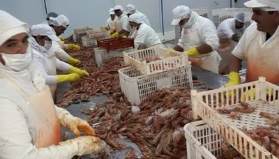 Planta procesadora de langostinos se instalará en Paraguay con una inversión de USD 15 millones