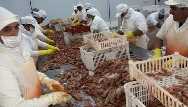 Planta procesadora de langostinos se instalará en Paraguay con una inversión de USD 15 millones