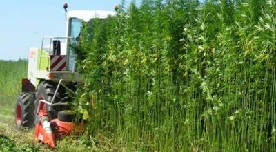 Gobierno apoya la siembra del cáñamo como cultivo alternativo