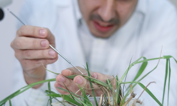 Buscan identificar microorganismos dañinos en cultivos agrícolas del Paraguay