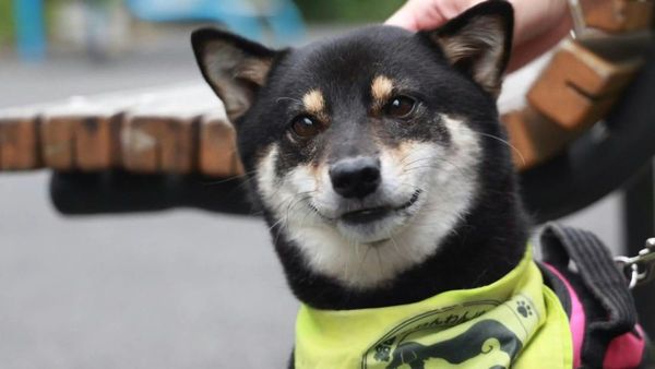 En Japón, una patrulla de perros vigila a los niños