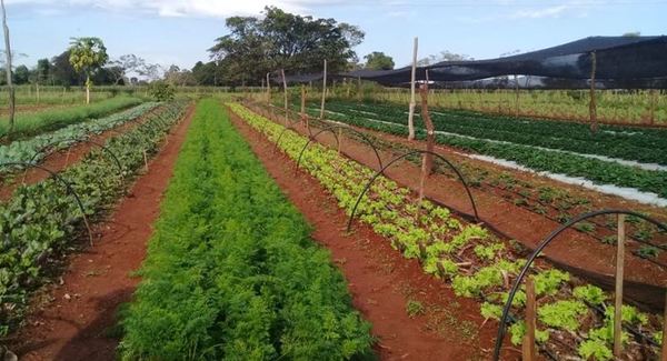 Horticultores de Mallorquín podrán producir todo el año con sistema de riego proveído por ITAIPU