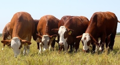 La OIE otorga reconocimiento oficial a Paraguay, como país libre de Perineumonía Contagiosa Bovina