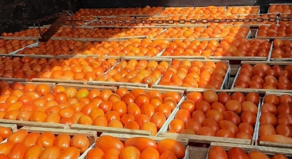 Pobladores de Caaguazú comercializan producción de tomates