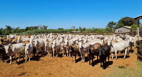 Hasta el 28 de mayo es la vacunación contra la Fiebre Aftosa y Brucelosis Bovina 2021
