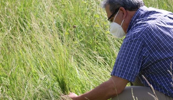 Ganaderos de Humaitá logran excelente desarrollo de una nueva variedad de pasto