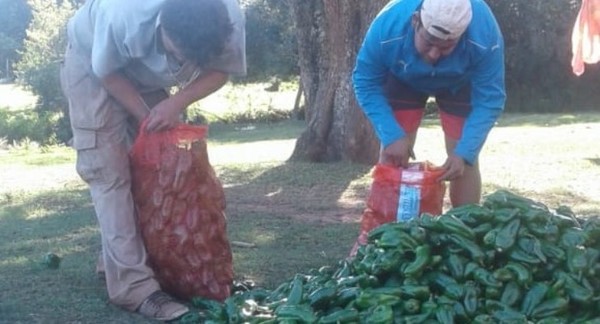 Horticultores que desarrollaron siembra en invernaderos cosechan sus productos