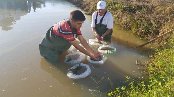 Pequeños productores de Misiones incursionan en la cría de peces en estanque