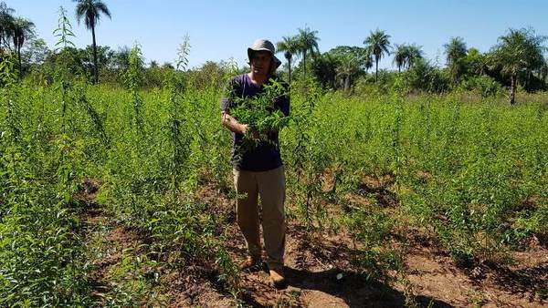 Pequeños productores inician cosecha de plantas medicinales
