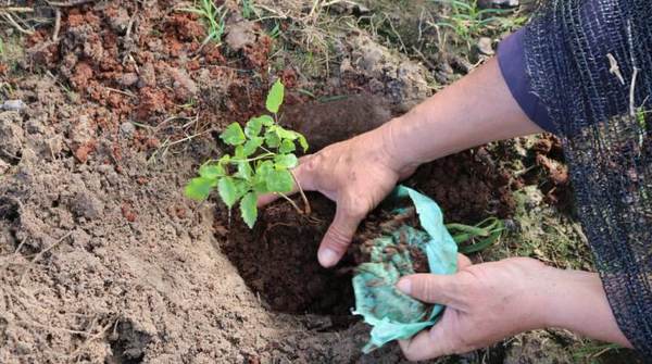 Arborizan acceso a Pilar con plantines donados por la EBY