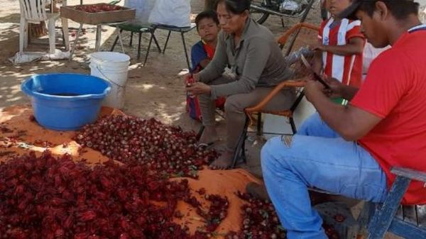 Comunidad Indígena de Mariscal Estigarribia cosechó la primera producción de grosella