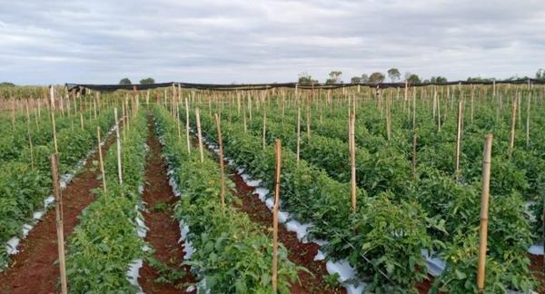Emprendedor de la zona de Los Cedrales aumenta producción hortícola