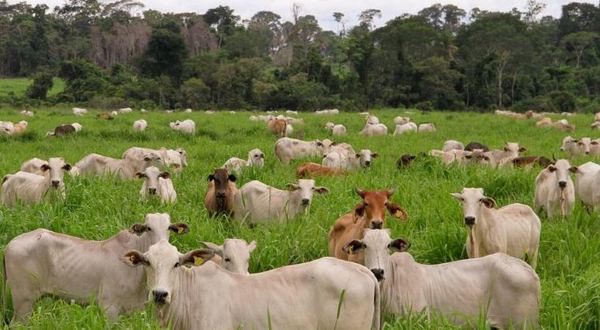 La APAP presenta iniciativa de producción de carne sostenible en el Chaco