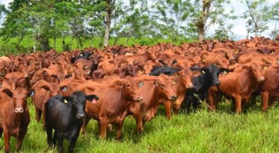 Autoridades se reúnen en el Chaco para conocer la iniciativa de producción de carne sostenible