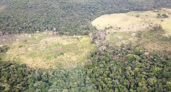 Instituciones solicitan ampliación de la Ley de Deforestación Cero por 10 años