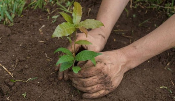 “Apostar a la reforestación es una opción válida para reactivar la economía”