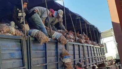 MAG entrega semillas de papas a productores de Paraguarí