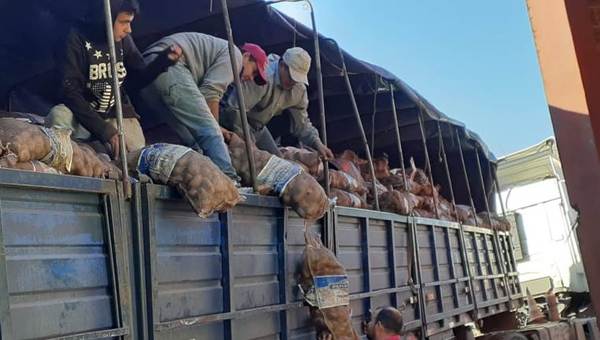 MAG entrega semillas de papas a productores de Paraguarí