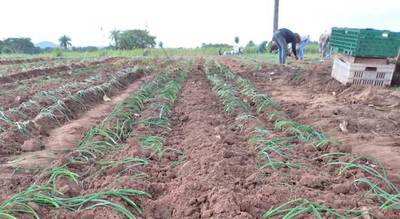Productores de Ybytymí logran plantines de cebolla de excelente calidad