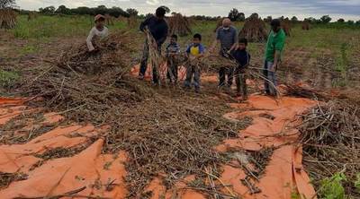 Productores indígenas del Chaco obtuvieron muy buena cosecha de sésamo