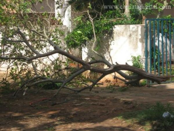 Caida de árboles, accidentes y cortes de suministro eléctrico tras temporal