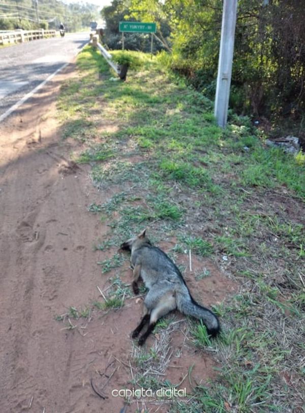 Muere posiblemente arrollado el aguara´í del arroyo Yukyrymi