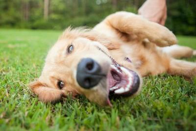 Hoy es el día del perro – Prensa 5