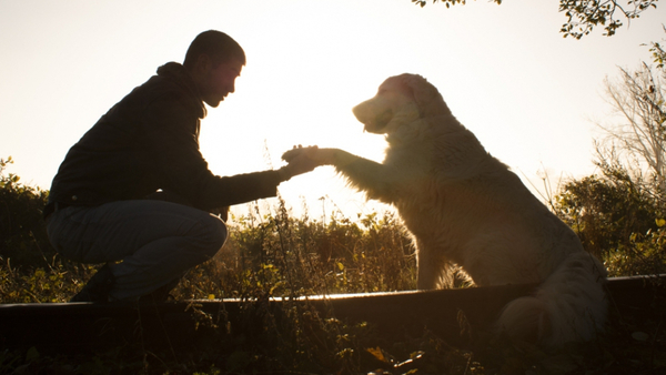 21 de julio: ¡Día Internacional de los Perros!