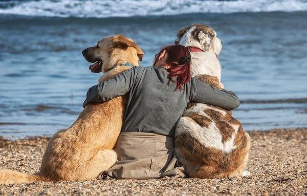 Día Mundial del Perro: concientizan sobre el abandono e importancia de la adopción