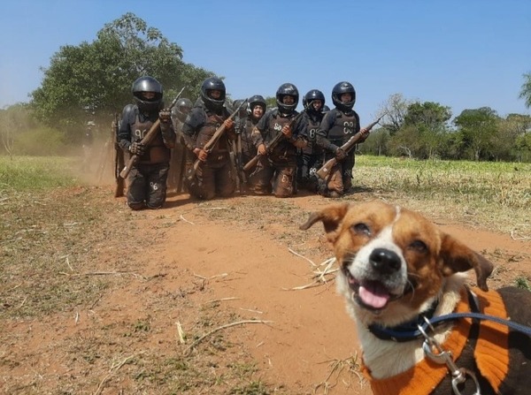 Chabelo, el perrito callejero que fue rescatado y ahora es un LINCE más - Megacadena — Últimas Noticias de Paraguay