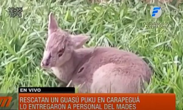 Rescatan a un Guasu Puku en Carapeguá | Telefuturo