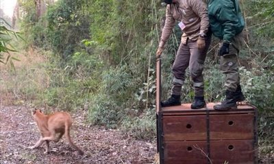 Puma rescatado en Canindeyú ya fue liberado a la vida silvestre