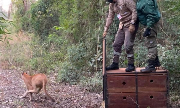 Puma rescatado en Canindeyú ya fue liberado a la vida silvestre