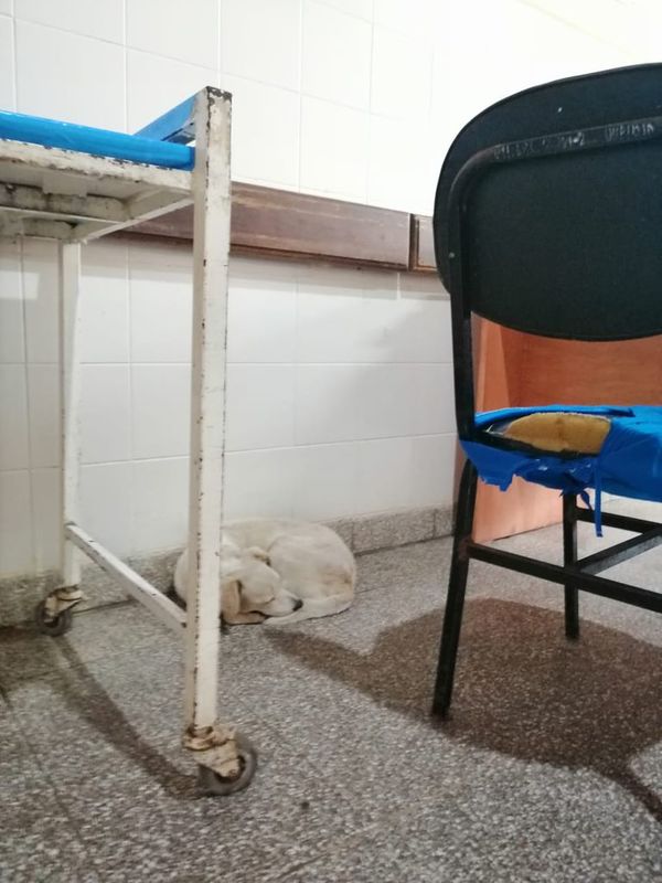 Los perros también quedaron huérfanos a causa del covid-19 - Nacionales - ABC Color