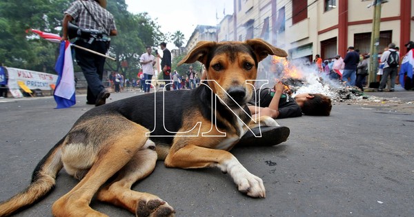 La Nación / Día Mundial del Perro: el 70% vive en la calle