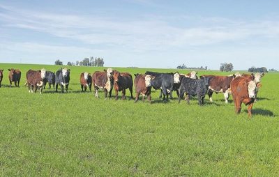 Menos en Brasil, el precio del Novillo Mercosur subió y el índice alcanzó US$ 3,86