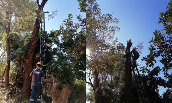 Bomberos rescatan un gato de la copa de un árbol en Coronel Oviedo - OviedoPress