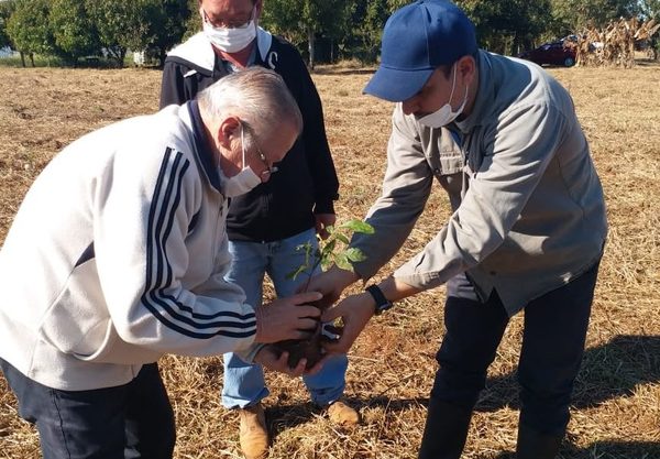 Reforestan costas del lago Yguazú