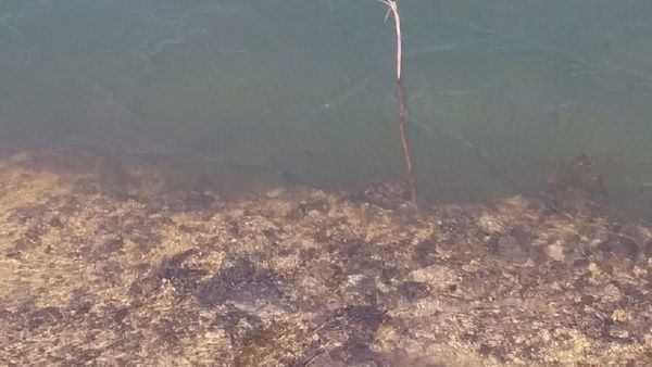 Camión tumba pierde frenos y se hunde en aguas del río Paraná