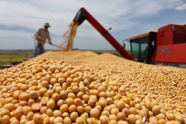Más de 4 millones de toneladas de soja fueron exportados en el primer semestre