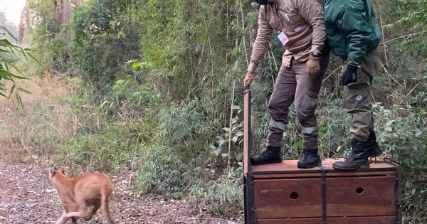 La Nación / Puma que dio susto en La Paloma volvió a su hábitat natural