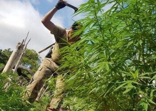 ¿Paraguay enfrenta decomisos interminables de marihuana?
