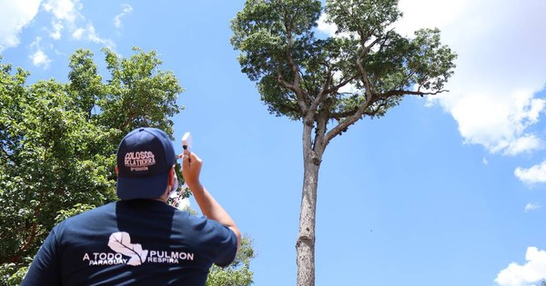 La Nación / Con 662 árboles de 56 especies cerró “Colosos de la Tierra”